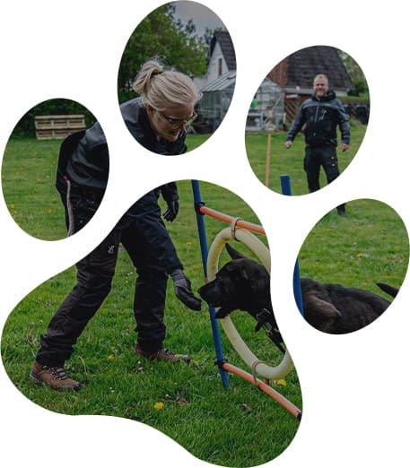 priser hundepension - Hirtshals Hundepension - split grid 1 - Priser Hundepension