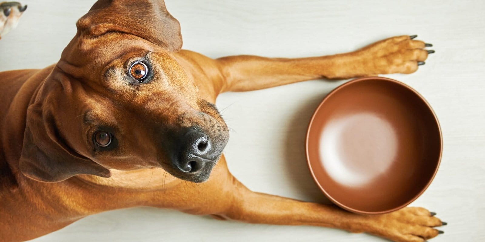 hygiejne i hundepensionen - Hirtshals Hundepension - blogindlaeg hundeskaal rengoering - Rengøring af hundens mad- og vandskål