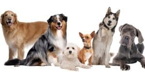 blog - Hirtshals Hundepension - nye flere hunde - Blog