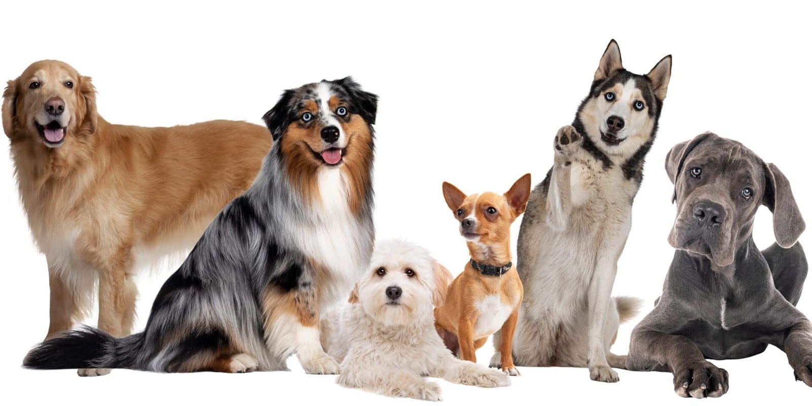 hygiejne i hundepensionen - Hirtshals Hundepension - nye flere hunde - Hvordan bliver hundene aktiveret i hundepensionen?